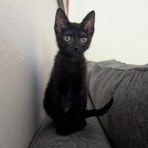 Tevi